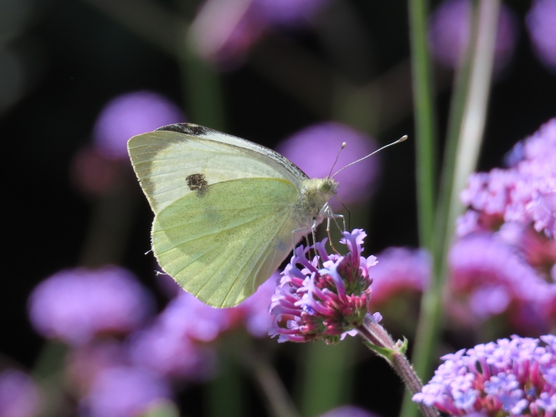Calderstones Nature Reserve